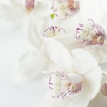Keutamaan Istri-istri Nabi Muhammad