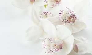 Keutamaan Istri-istri Nabi Muhammad